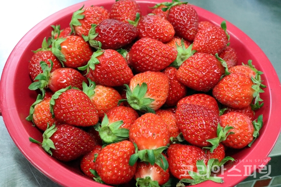 지난 14일, 기운차림식당에 방문한 박정용 어르신이 기부한 딸기. [사진=김경아 기자]
