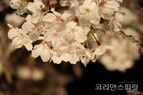 지난 7일 개막한 서울 영등포구 여의도 윤중로 왕벚나무에서 핀 벚꽃. [사진=강나리 기자]