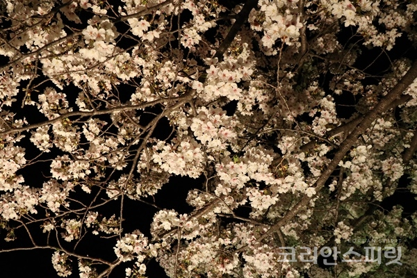 여의도 윤중로에 만개한 벚꽃. [사진=강나리 기자]