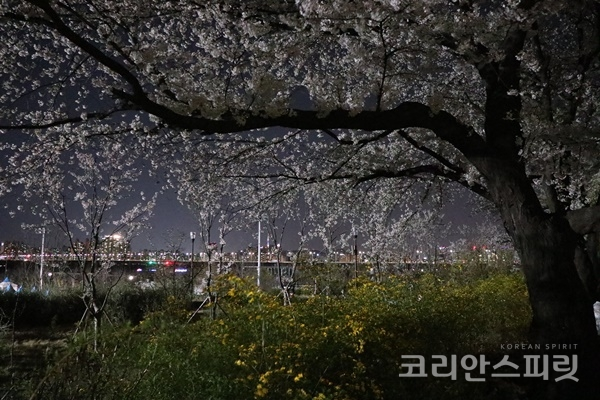 벚꽃과 개나리가 어우러진 저 멀리 한강다리를 건너는 차량과 건물 불빛이 밝다. [사진=강나리 기자]