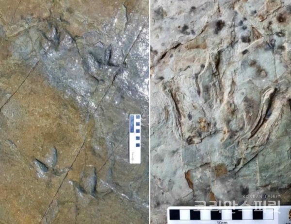 울주 반구대 인근에서 발견된 육식공룡의 발자국. 왼쪽 사진에서 한쪽 방향으로 걸음을 옮긴 보행렬이 명확하게 나타난다. [사진=문화재청]