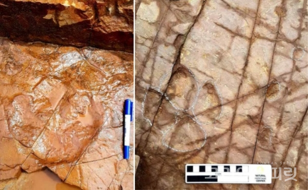 울주 반구대 암각화 인근에서 발견된 초식공룡의 발자국 화석. [사진=문화재청]