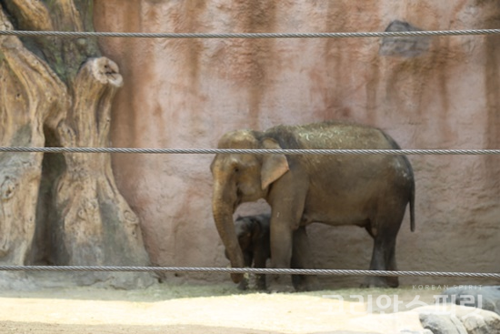 서울어린이대공원 동물원의 아기 코끼리 코리와 엄마 코끼리. [사진=(사)우리역사바로알기]