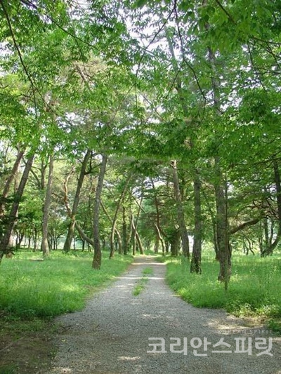 거창 갈계숲. 경남의 ‘거창 갈계숲’은 조선 명종 때부터 자연적으로 조성된 마을 숲이다. [사진=거창군]