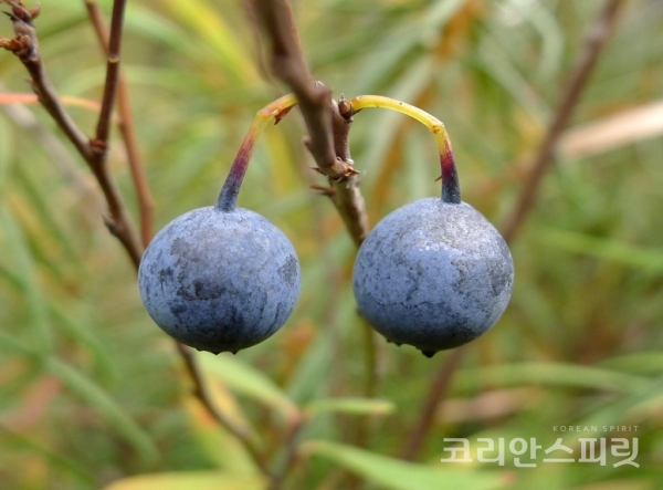 북한지역에 분포하는 식물 '들쭉나무' [사진=환경부]