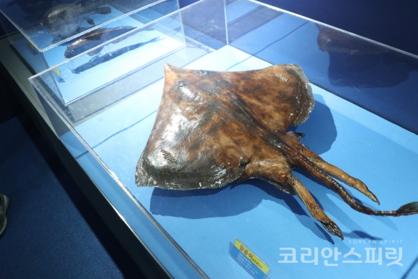 독도 서도에서 채집되어 박제된 참홍어(65.8cm)가 전시되어있다. [사진=문현진 기자]