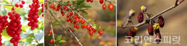 (왼쪽부터) 오미자 열매, 구기자 열매, 산수유 열매 [사진=농촌진흥청]