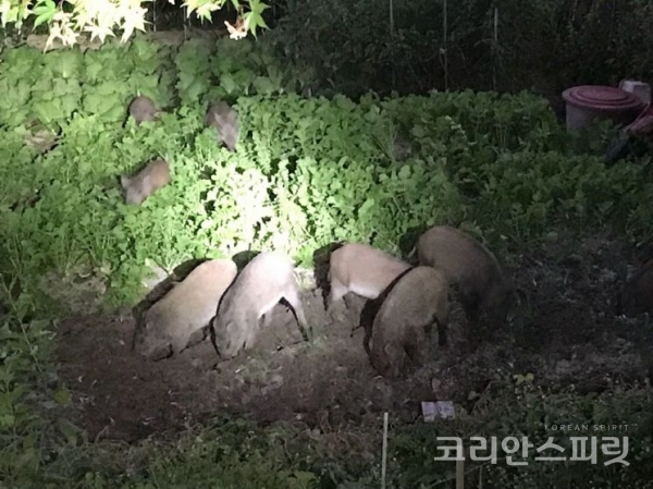 멧돼지 떼가 농경지를 파헤치고 있다. [사진=도봉소방서]