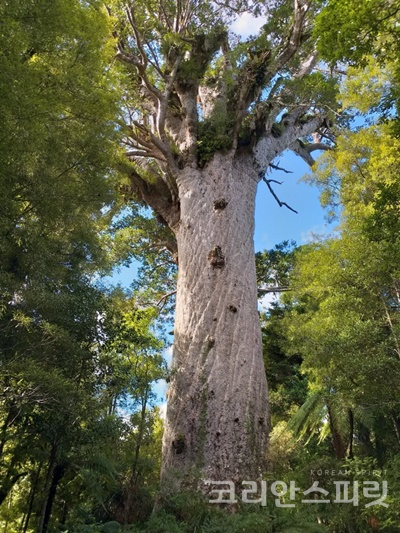 '숲의 신' 타네마후타. 와이포우아 숲은 뉴질랜드에서도 가장 잘 보존된 카우리나무 숲이다. [사진제공 = 조해리]