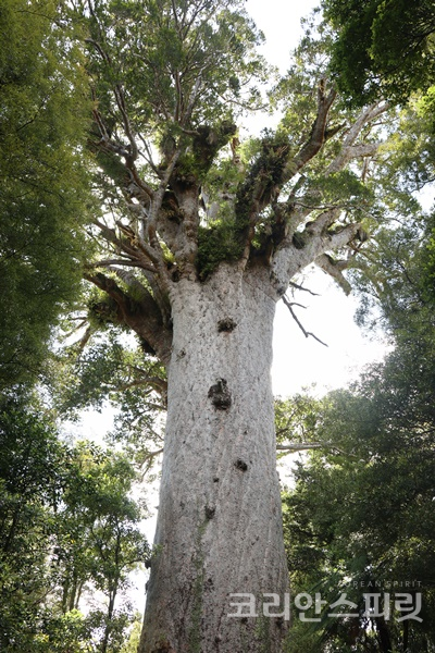 숲의 신 '타네 마후타'. 뉴질랜드에서 가장 큰 나무이기도 하다. [사진=김민석 기자]