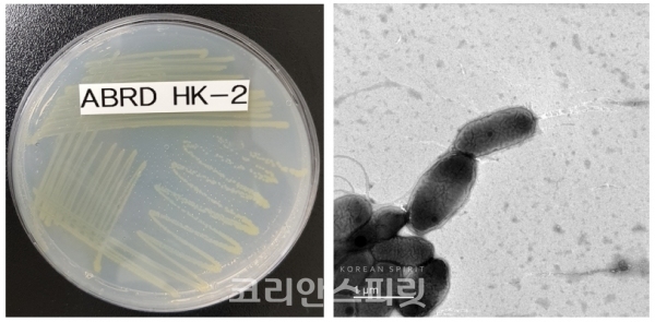 프탈레이트 분해활성이 우수한 미생물 노보스핑고비움 플루비(ABRDHK-2) (사진 왼쪽: 확대 전, 오른쪽: 확대 후) [사진=환경부]