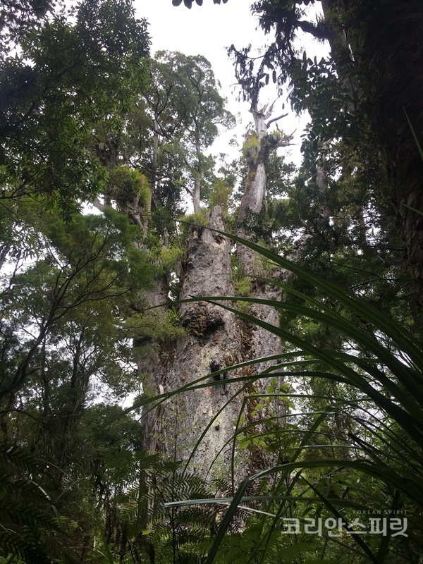'숲의 아버지'라는 뜻을 가진 테 마투아 나히리. 3,500년 된 나무로 뉴질랜드에서 가장 오래된 나무. [사진=본인 제공]