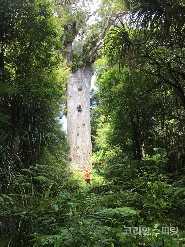 '숲의 제왕'이란 뜻을 가진 타네 마후타. 2,000년 된 카우리 나무로 뉴질랜드에서 가장 큰 나무. [사진=본인 제공]
