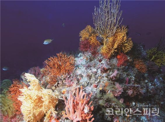 ‘우리나라의 아름다운 바닷속 생태 비경 10선’으로 선정된 전남 여수의 ‘백도’. 다양한 해양생물과 산호가 화려한 색채를 뽐내는 것이 눈길을 끈다. [사진=해양수산부]