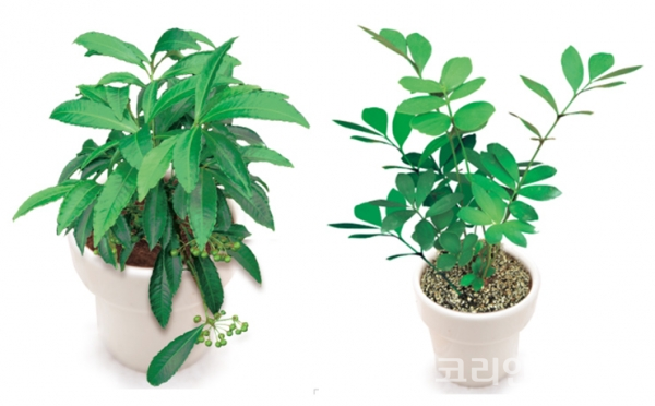 미세먼지 저감에 효과가 좋은 식물 백량금(사진 왼쪽)과 멕시코소철 [사진=농촌진흥청]