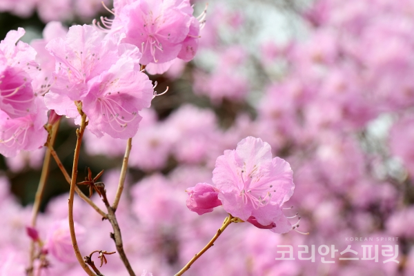 분홍빛 진달래꽃이 이렇게 아름다웠나. 걸음을 멈추고 넋을 잃고 바라본다. [사진=김경아 기자]
