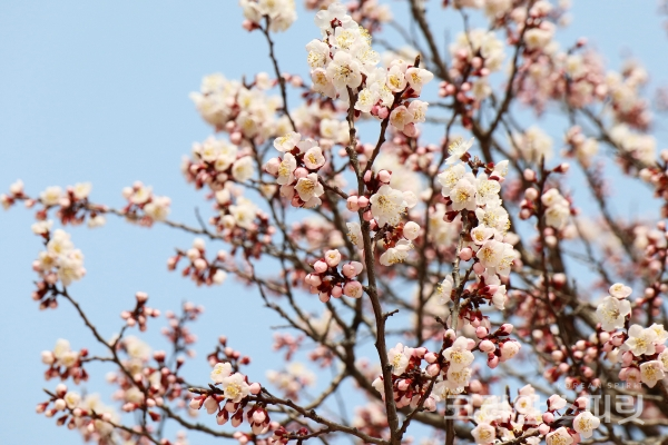 석어당 앞뜰의 살구나무 꽃은 바라보는 것만으로도 힐링이 된다. 마음이 따뜻해진다. [사진=김경아 기자]