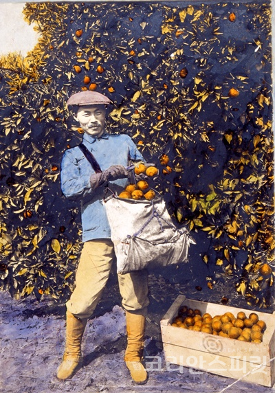 오렌지 수확. 미국 캘리포니아 리버사이드 오렌지 농장에서 오렌지를 수확하는 안창호 선생(1912). [사진=독립기념관]