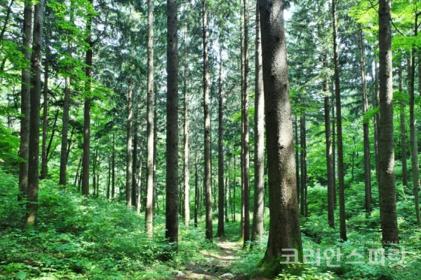 4월 국유림 명품숲으로 선정된 전북 무주 덕유산의 독일가문비숲 [사진=산림청]