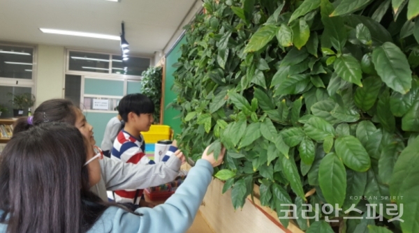 서울삼양초등학교에서는 지난해 8월부터 7개월간 빌레나무 식물벽으로 교실 내 미세먼지 저감 효과와 만족도 조사를 진행했다. [사진=환경부]