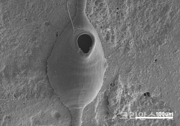 미기록종 7종 중 하나인 매끈항아리이끼벌레 (Hippothoa imperforata) [사진=환경부]