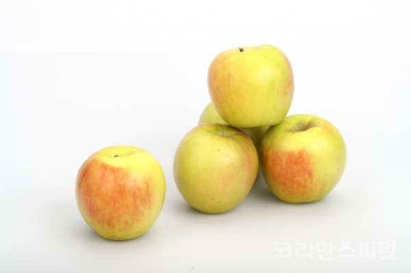 국산 여름 사과 ‘썸머프린스’. [사진=농촌진흥청]