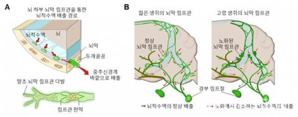 뇌막 림프관의 위치와 연령에 따른 구조변화 과정 모식도. [사진=과학기술정부통신부]