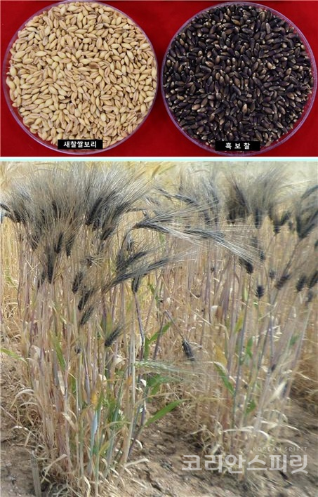 (위) 왼쪽은 새찰쌀보리 오른쪽은 흑보찰 종자 (아래) 흑보찰 재배 모습. [사진=농업진흥청]