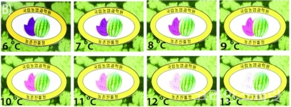 농촌진흥청은 수박의 최적 식감을 육안으로 확인할 수 있는 색변화 스티커 센서를 개발했다. [이미지=농촌진흥청]
