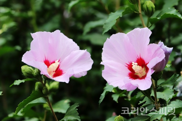 8월 8일부터 15일까지 서대문 독립공원에서 '임시정부 수립 100주년 기념 서울 무궁화 축제'가 열린다. [사진=Pixabay 무료이미지]
