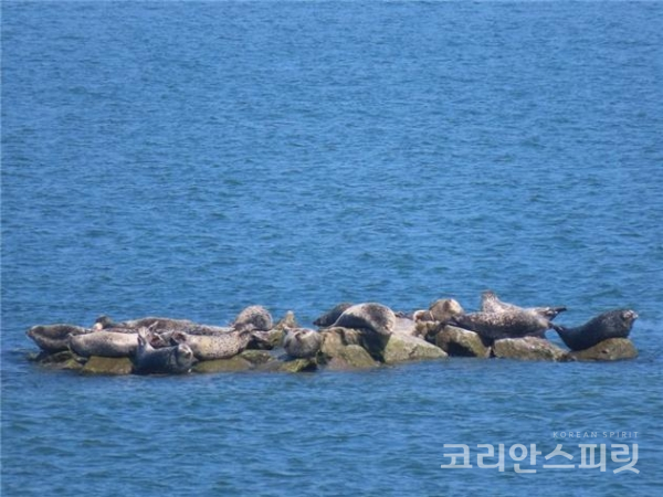 지난 9일 백령도 인근에 조성된 '하늬바다 물범 인공쉼터'에서 휴식을 취하는 점박이물범 27마리가 확인되었다. [사진=해양수산부]