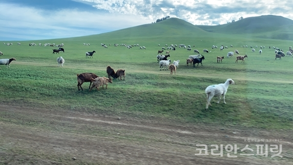 몽골에서는 기차를 타고 가다보면 초원이 펼쳐져 있고 양과 소들이 자유롭게 다니는 모습을 많이 볼 수 있다. 한국에서는 이런 풍경을 보지 못하기에 더 신기했다. [사진=권새영]