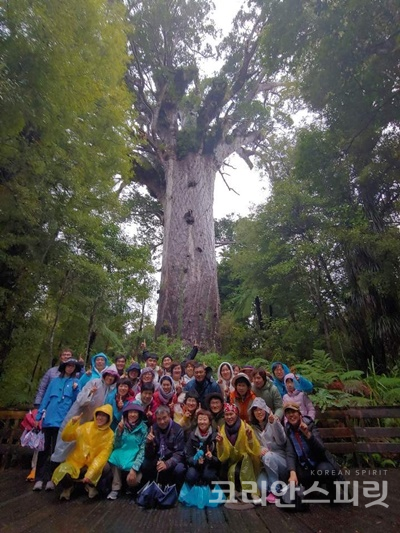 카우리 나무. 뉴질랜드 와이포우아 숲에는 뉴질랜드에서 가장 큰 카우리 나무가 있다.  [사진=한영례]