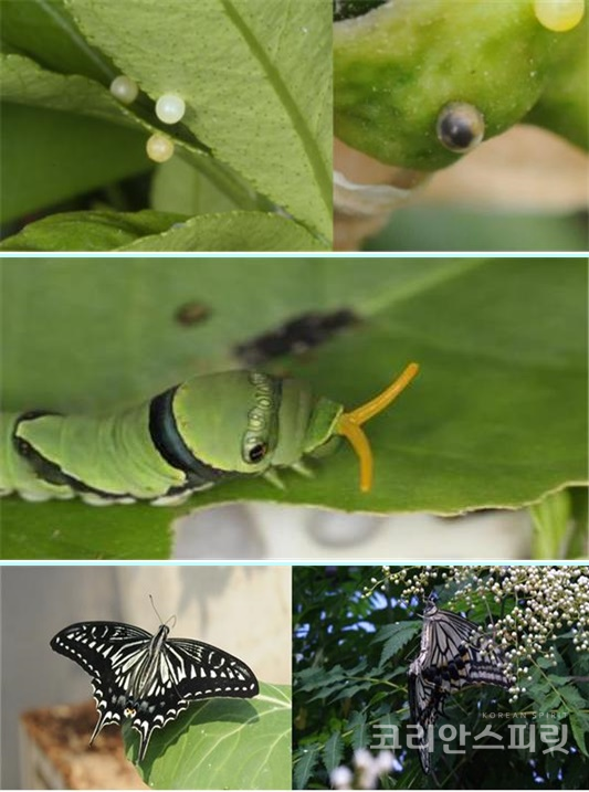 (위에서부터) 호랑나비 알, 5령 애벌레, 호랑나비 성충. [사진=농총진흥청]