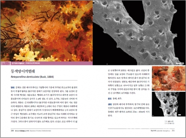 ‘한국의 태형동물(순구목)’ 주요 내용 [이미지=환경부]