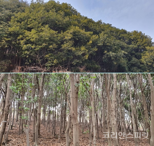 난대상록수인 붉가시나무 군락지 모습. [사진=산림청]