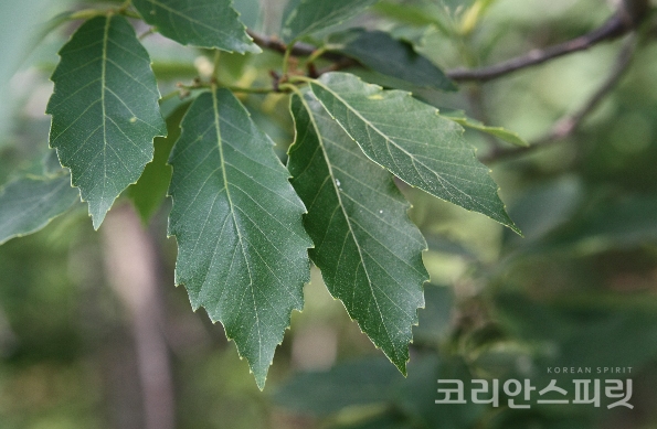 졸참나무 [사진=NAVER 국립수목원 국가생물종지식정보]