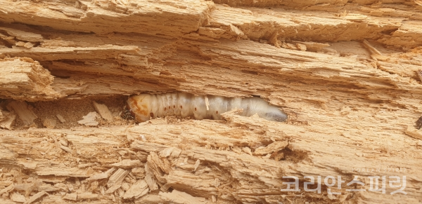 지난 2월 27일, 졸참나무 고사목에서 발견된 장수하늘소의 살아있는 유충 [사진=국립수목원]