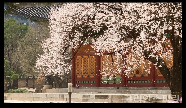 문화유산채널에서 공개한 4대 궁궐 봄꽃 풍경. [사진=문화재청]
