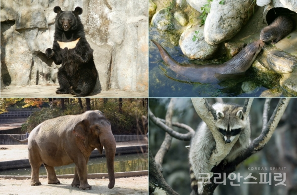 서울대공원은 공원 내 동물과 자연에 대한 다양한 이야기를 주제로 '별별리스트'를 통해 전한다. (시계방향으로) 천연기념물 반달가슴곰, 천연기념물 수달, 라쿤, 아시아 코끼리. [사진=서울대공원 누리집 갈무리]