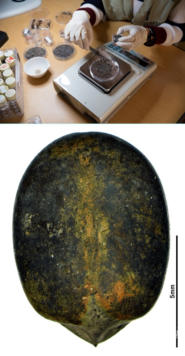 (위)5세기 고대 신라 월성에서 발견된 씨앗 분류 모습. (아래) 해자에서 출토된 피마자 씨앗. [사진=문화재청]