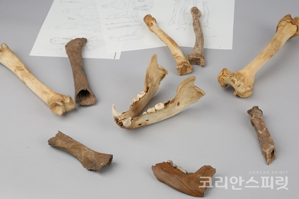경주 월성에서 출토된 곰뼈와 곰뼈 표본. 연구결과 반달가슴곰으로 분석했다. [사진=문화재청]
