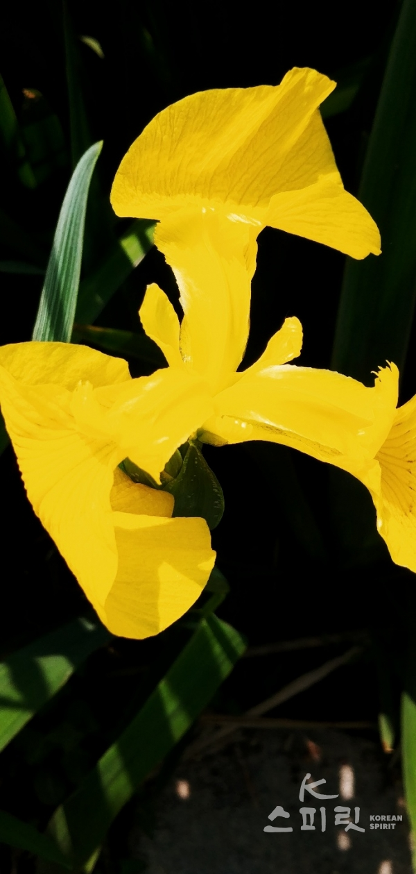 창포꽃. 소쇄원 문화해설사인 오연순 씨는 일반적으로 알려진 청보라빛 창포는 꽃창포이며, 우리나라 옛 가사에서 나오는 창포꽃은 노란색으로 매우 귀한 종류라고 한다. [사진=오영순 해설사 제공]