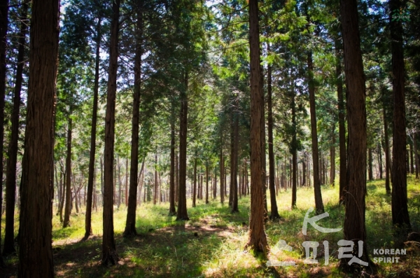 6월 4일부터 ‘산림문화·휴양에 관한 법률 시행령’ 일부 개정령이 시행된다. [사진=산림청]