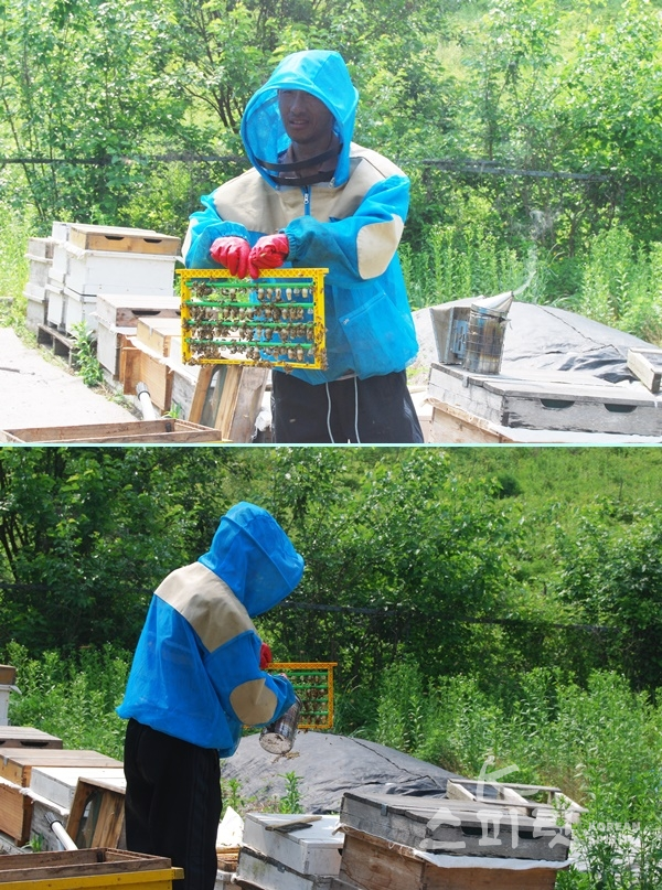 충북 영동 천모산유기영농조합의 일원인 김수현 씨가 야생화꿀을 채취하는 모습. [사진=본인 제공]