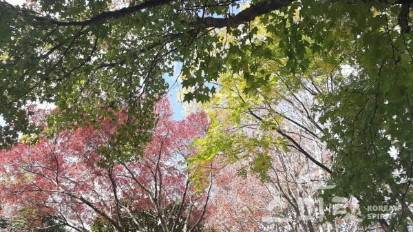 얼마 전 뉴질랜드의 가을에 찍은 형형색색의 나뭇잎들. [사진=박경빈 씨 제공]