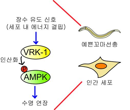 VRK-1과 AMPK를 통한 수명 연장 모델. [사진=한국연구재단]