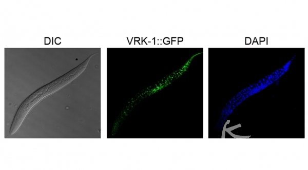 예쁜꼬마선충에서 수명연장을 돕는 장수유도 단백질 VRK-1의 발현 패턴 확인. [사진=한국연구재단]