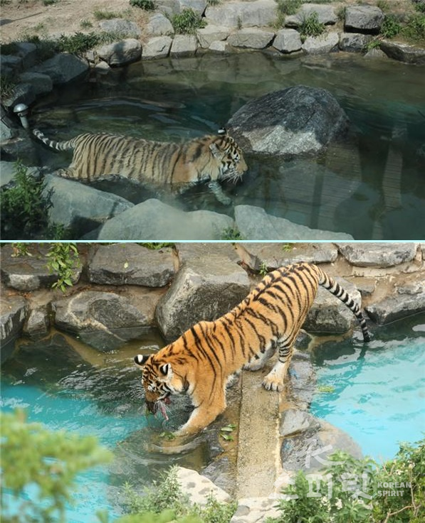 고양잇과 동물 중 유일하게 수영을 즐기는 호랑이. 사진은 작은 못에서 물을 즐기는 시베리아 호랑이. [사진=서울대 공원]