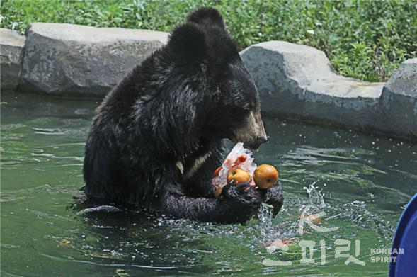 물을 좋아하는 곰이 사는 곰사에는 곰들의 목욕탕인 곰탕이 있다. [사진=서울대공원]